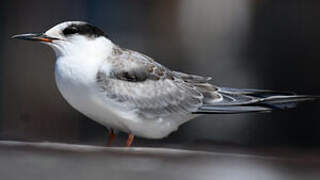 Common Tern