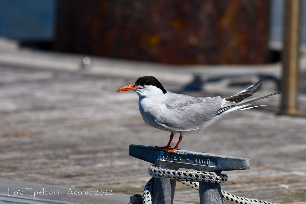 Common Tern