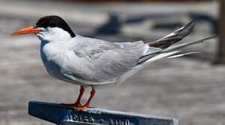 Common Tern