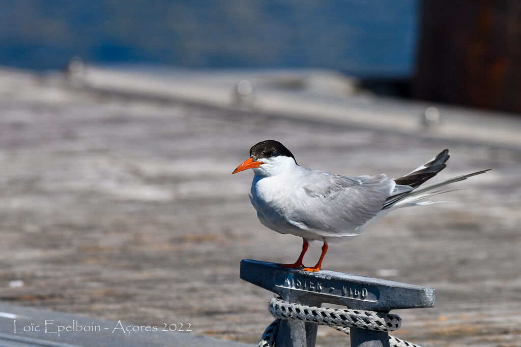 Common Tern