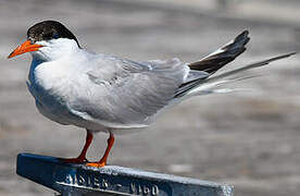 Common Tern