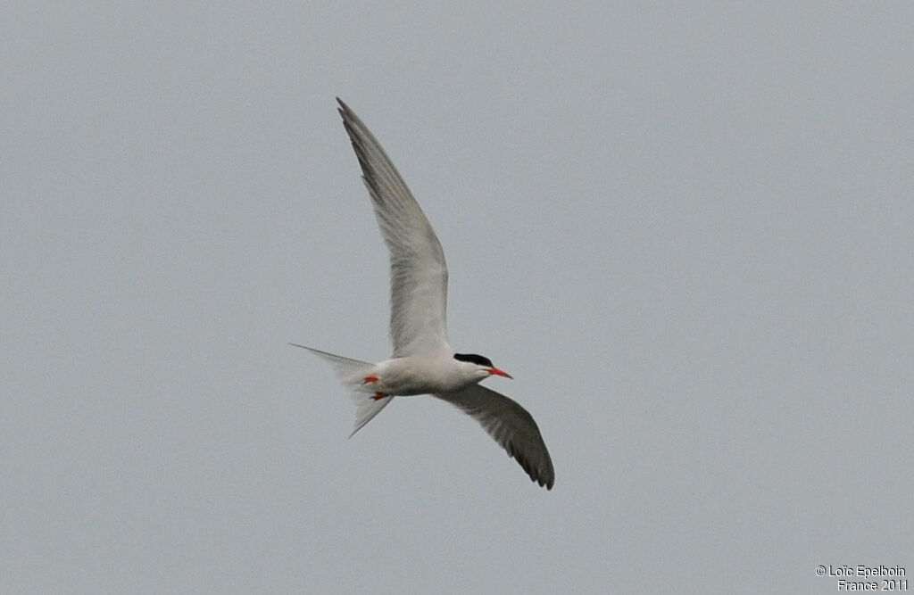 Common Tern