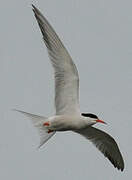 Common Tern