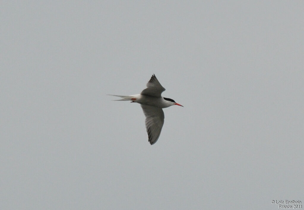 Common Tern