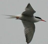 Common Tern