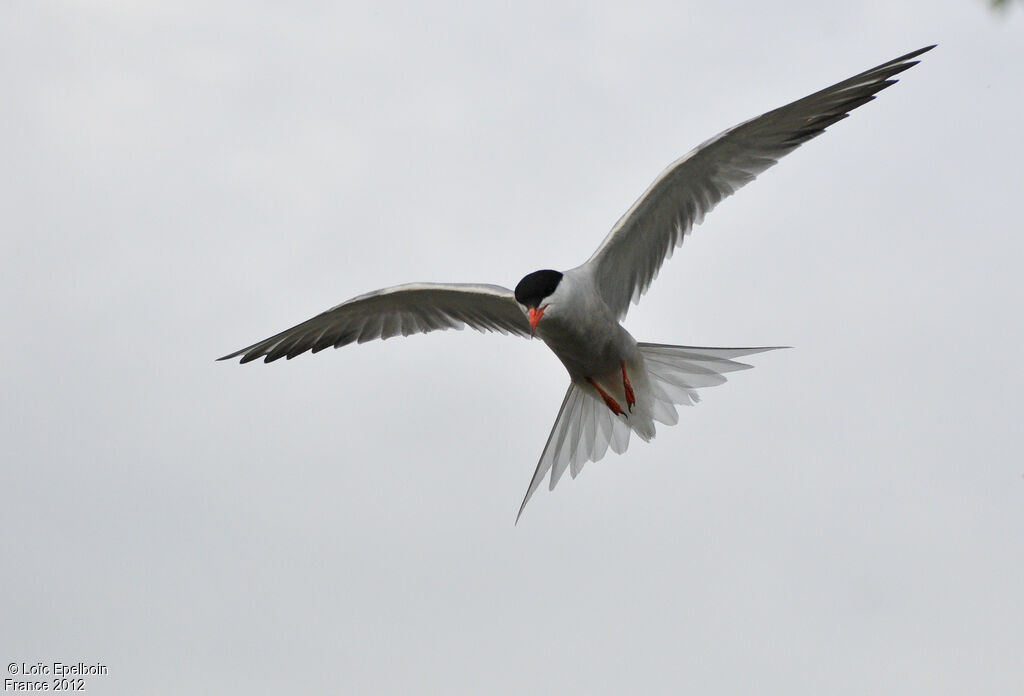 Common Tern