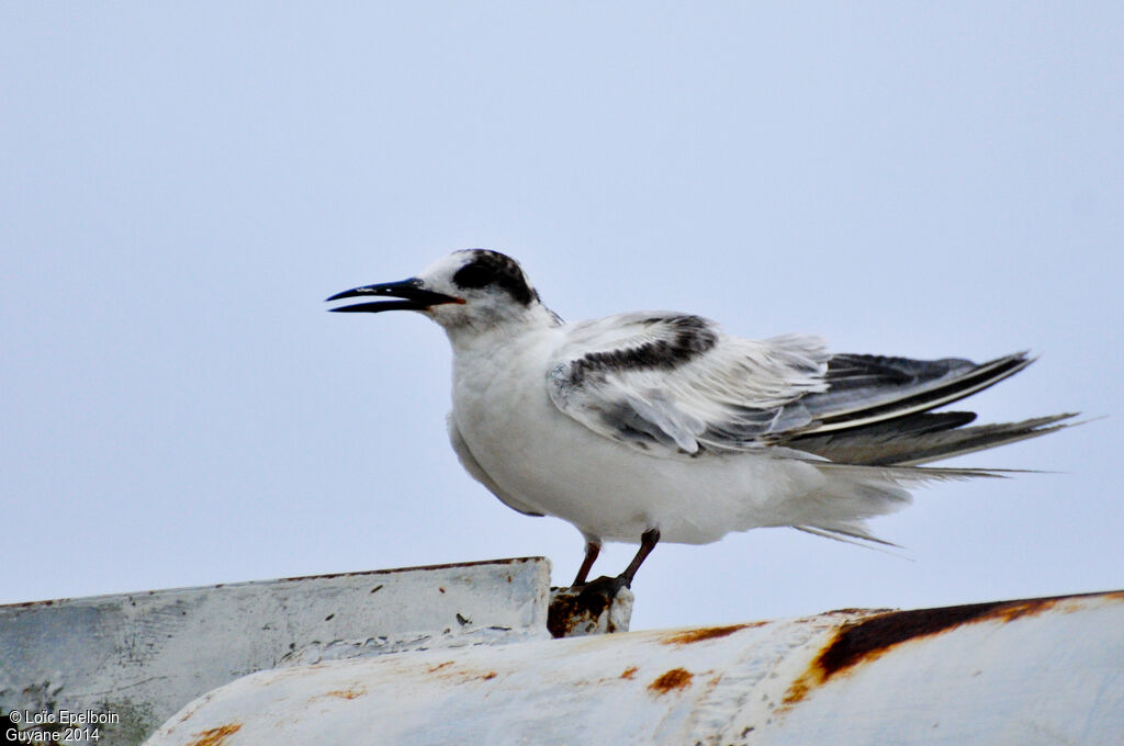 Common Tern