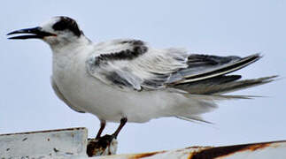 Common Tern