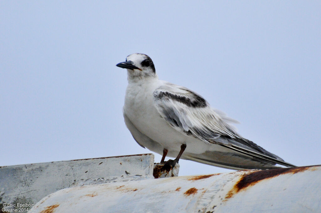 Common Tern