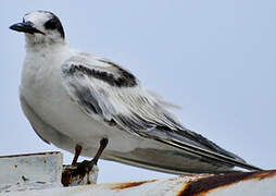 Common Tern