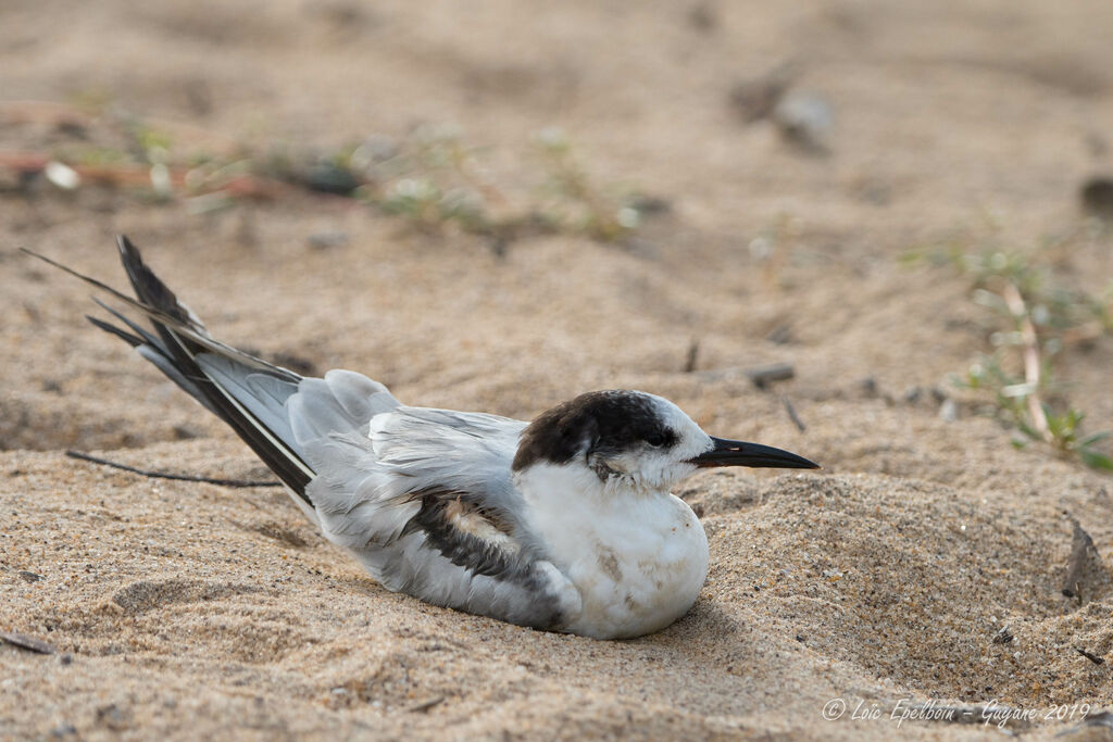 Common Tern