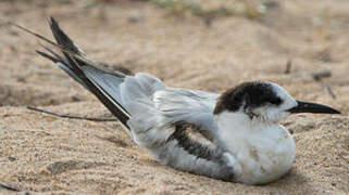 Common Tern