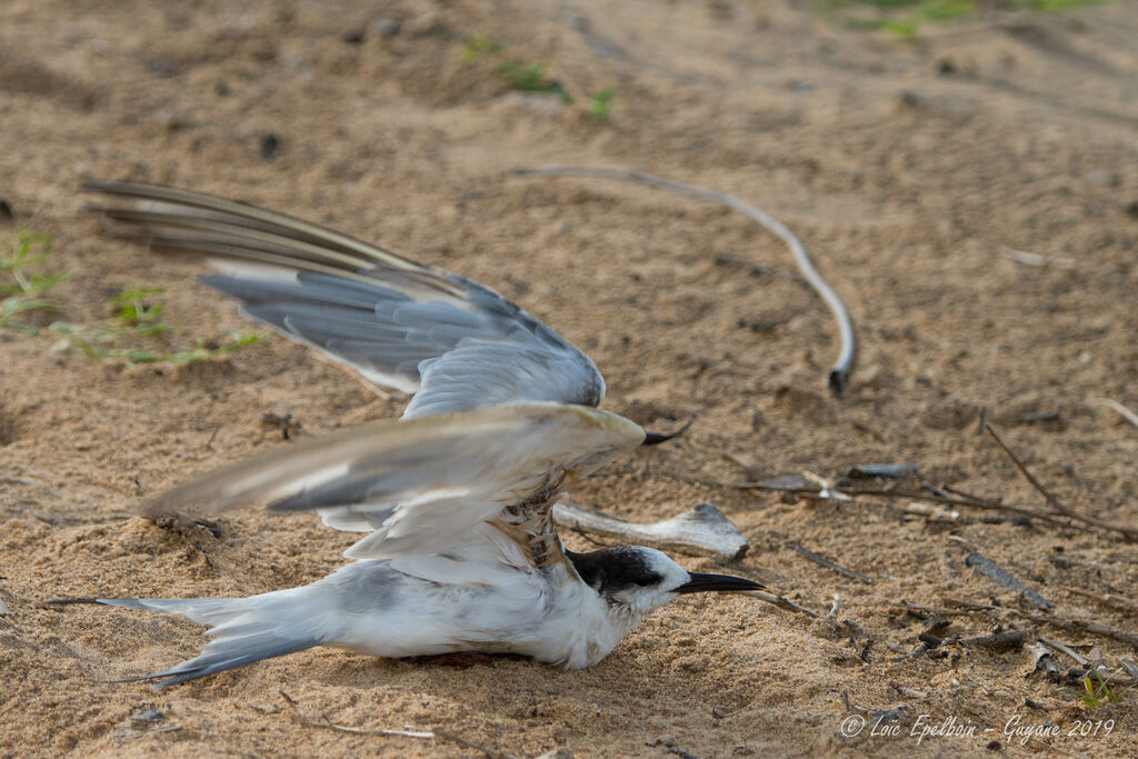 Common Tern