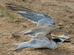 Common Tern