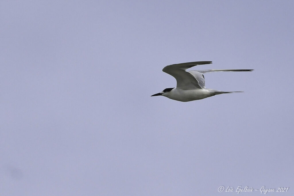 Common Tern