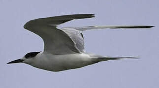 Common Tern