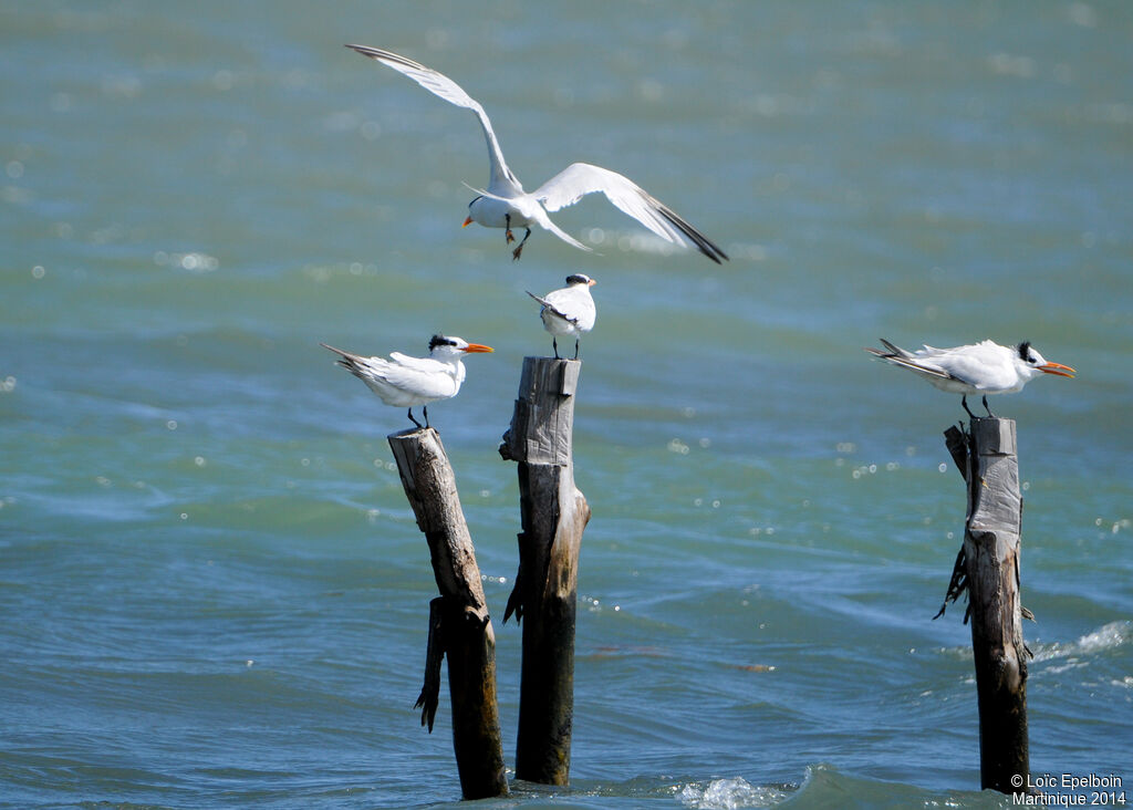 Royal Tern