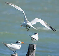 Royal Tern