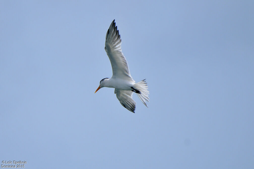 Royal Tern