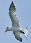 Royal Tern