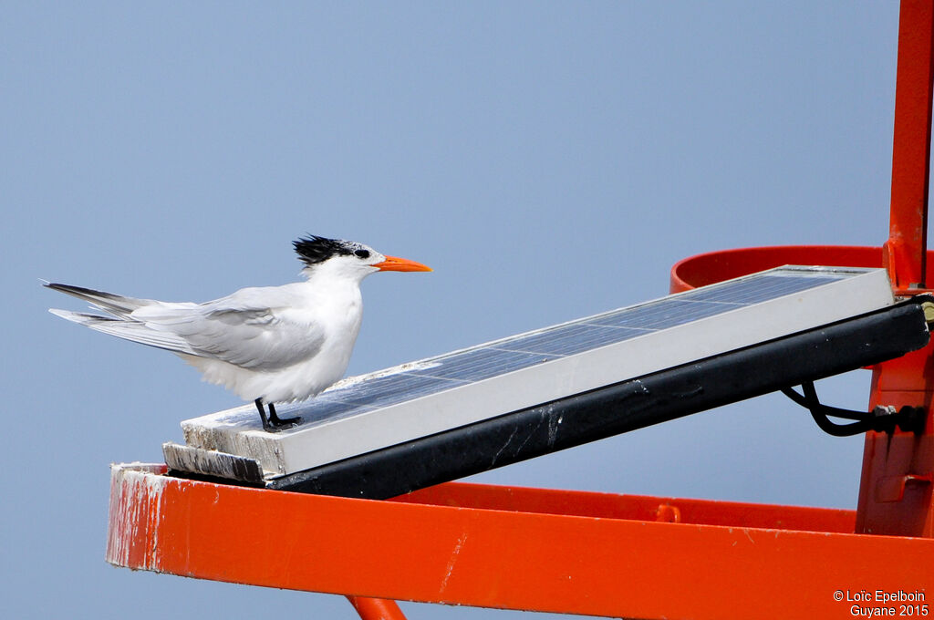 Royal Tern