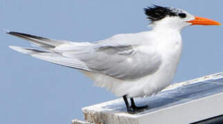 Royal Tern