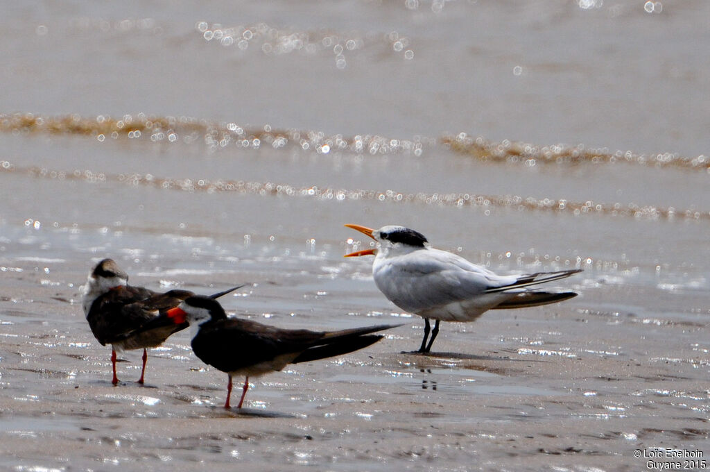 Royal Tern