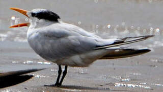 Royal Tern