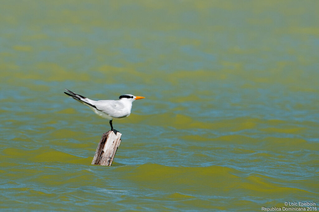 Royal Tern