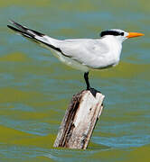 Royal Tern