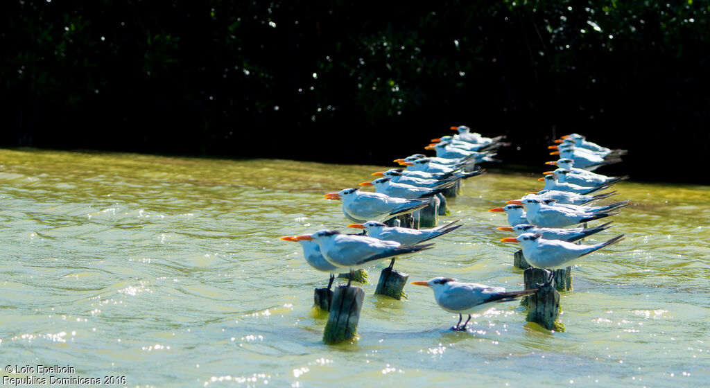 Royal Tern