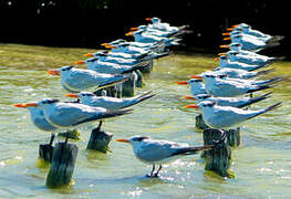 Royal Tern