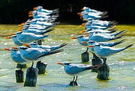 Royal Tern