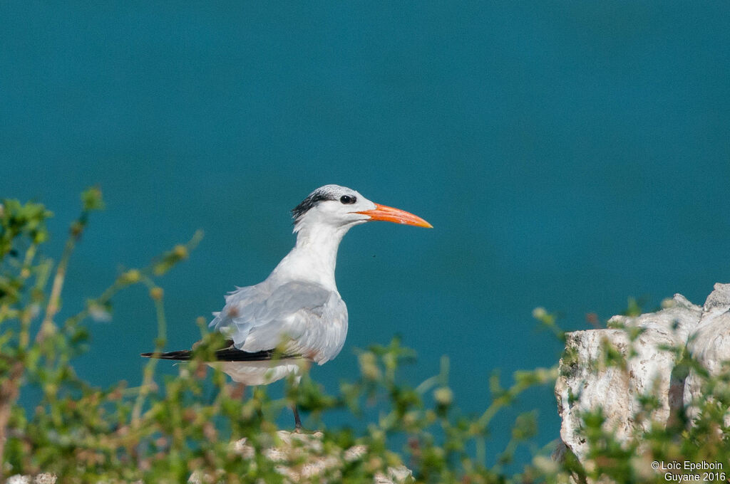 Royal Tern