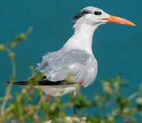 Royal Tern