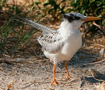 Royal Tern