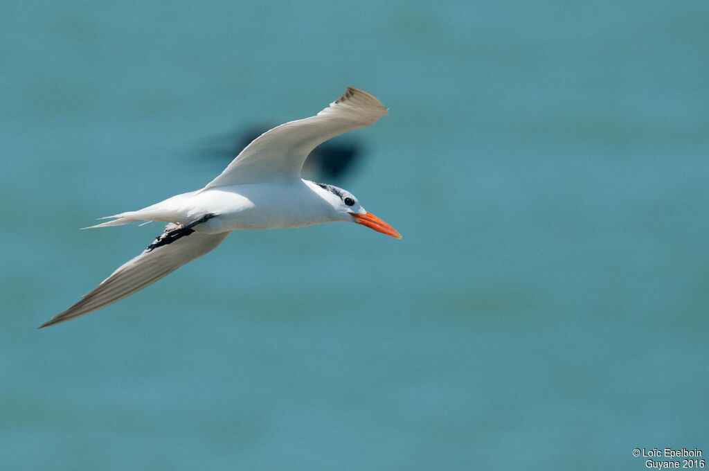 Royal Tern