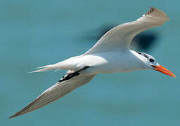 Royal Tern