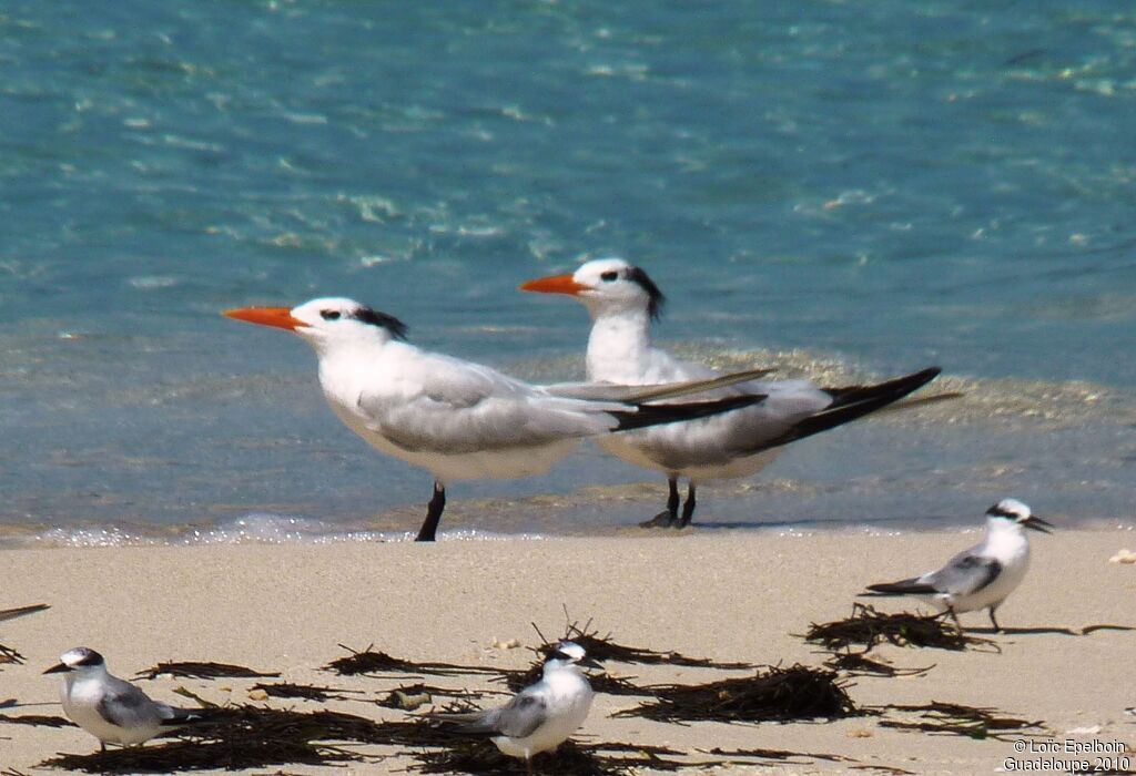 Royal Tern