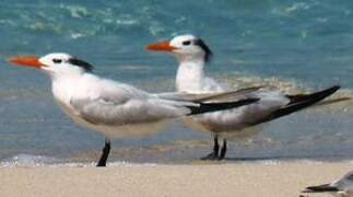 Royal Tern