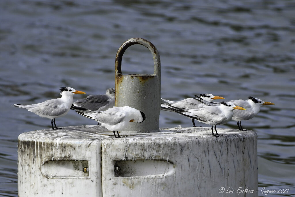 Royal Tern