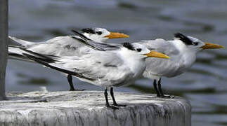 Royal Tern