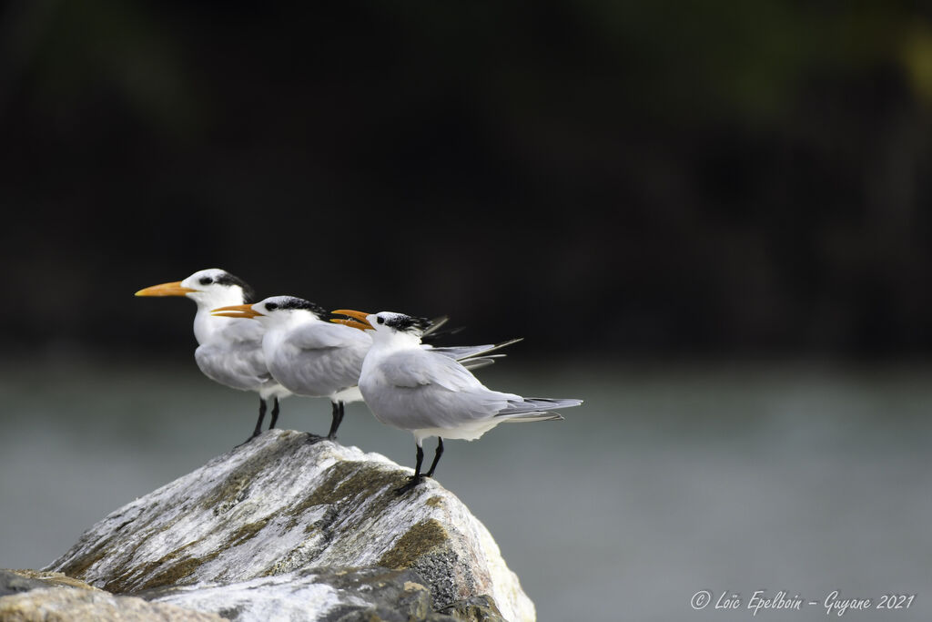 Royal Tern