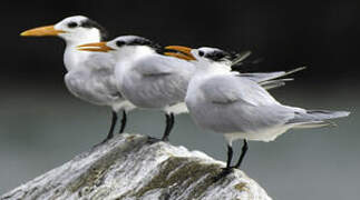 Royal Tern