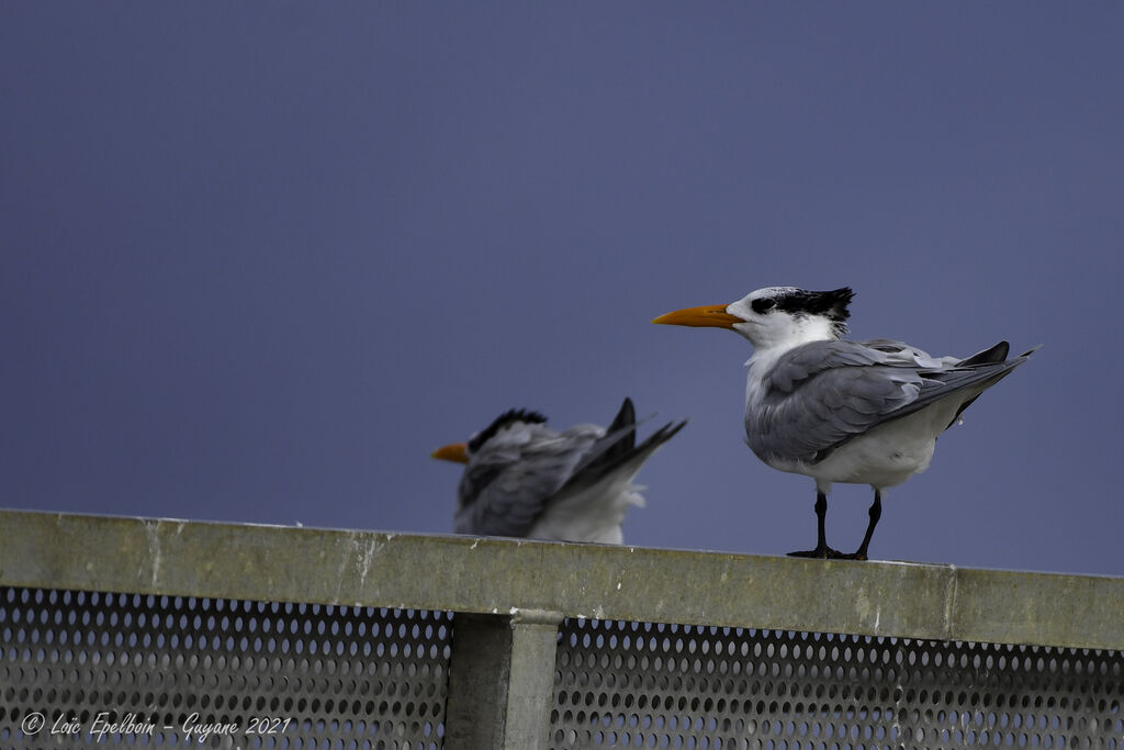 Royal Tern