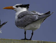 Royal Tern