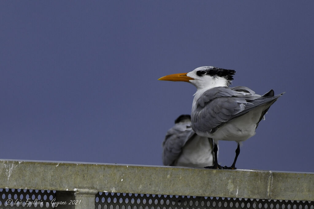 Royal Tern