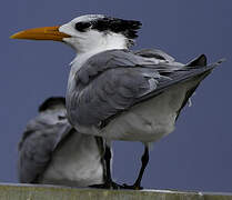 Royal Tern