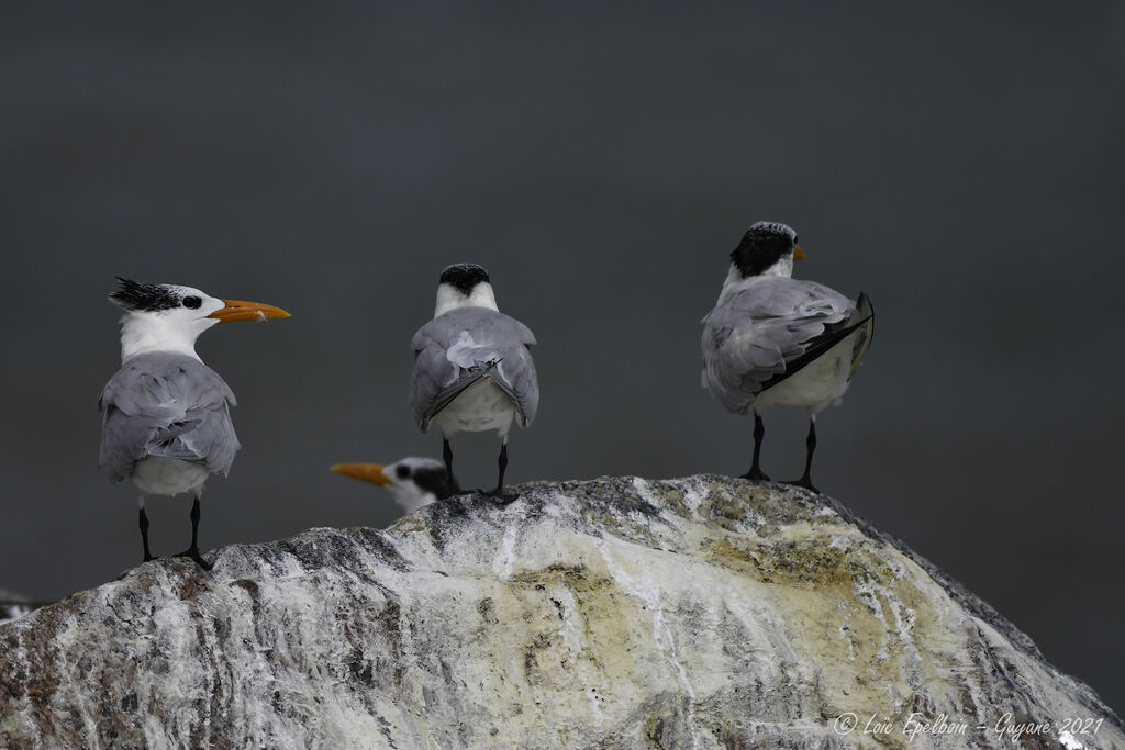 Royal Tern