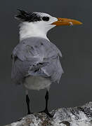 Royal Tern